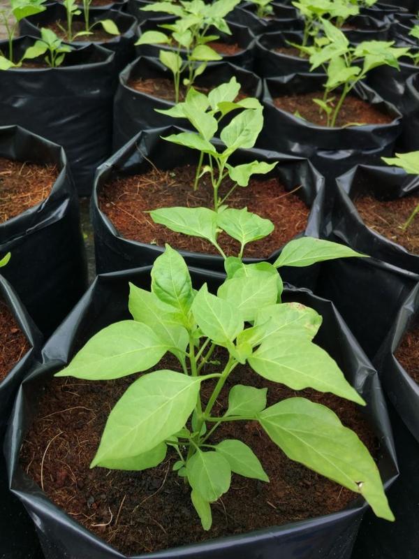 Pengaruh Pezano terhadap Pertumbuhan Cabai pada Masa Awal Tanam