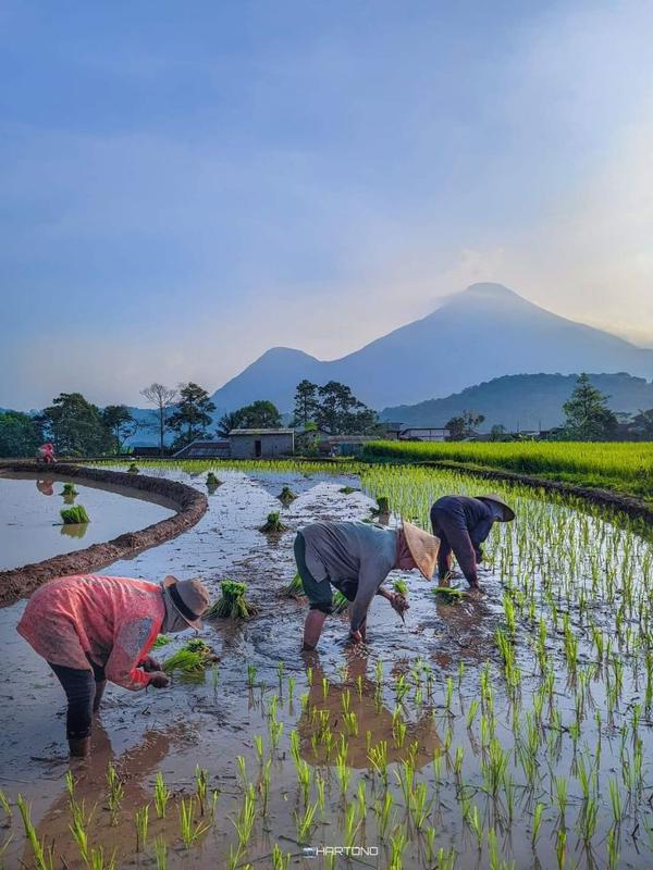 🍚 Roots of Resilience — Menumbuhkan Kemandirian Pangan dari Tanah Sendiri