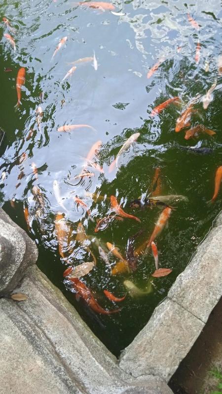 Manfaat Biochar bagi Budidaya Lele dan Ikan Air Tawar Lainnya