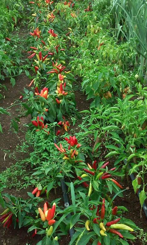 Hasil Uji Coba Pezano di Kebun Cabai: Tanaman Lebih Tahan Stress